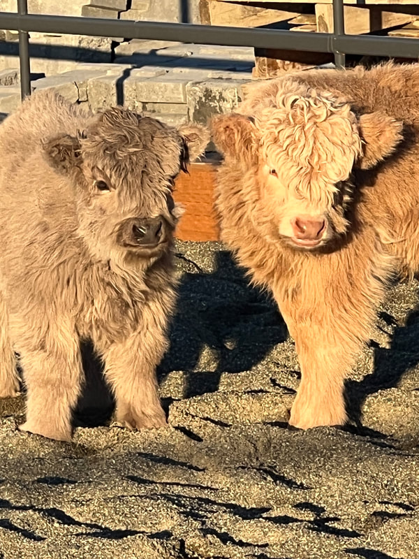 Two tan mini cows facing the camera