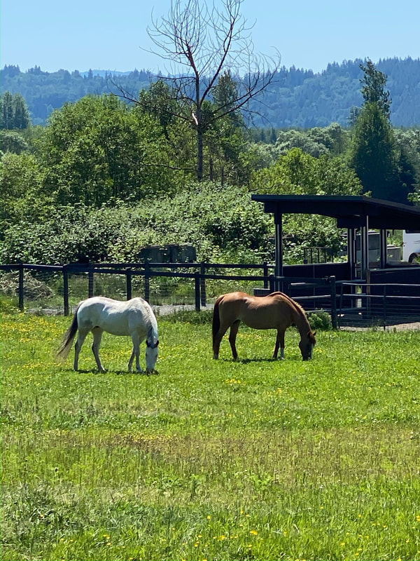 One white horse and one brown horse grazing in a green meadow with trees and a paddock in the background.